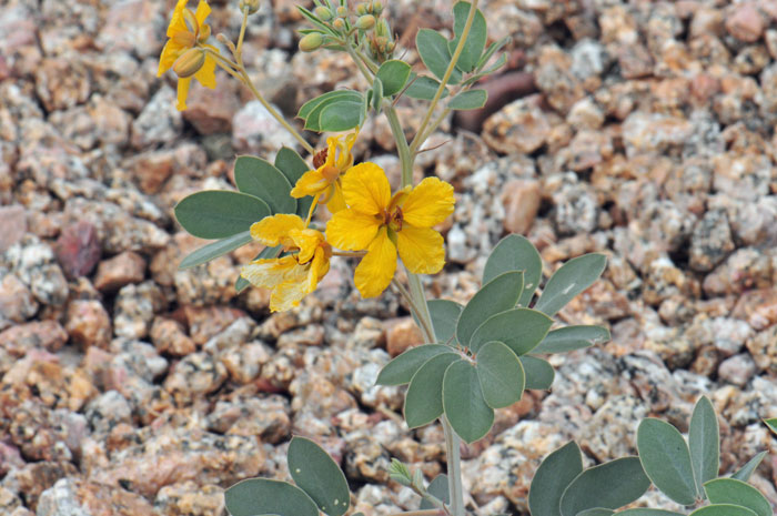 Coves' Cassia is a perennial plants that blooms from April to October and from March to April in California. Senna covesii